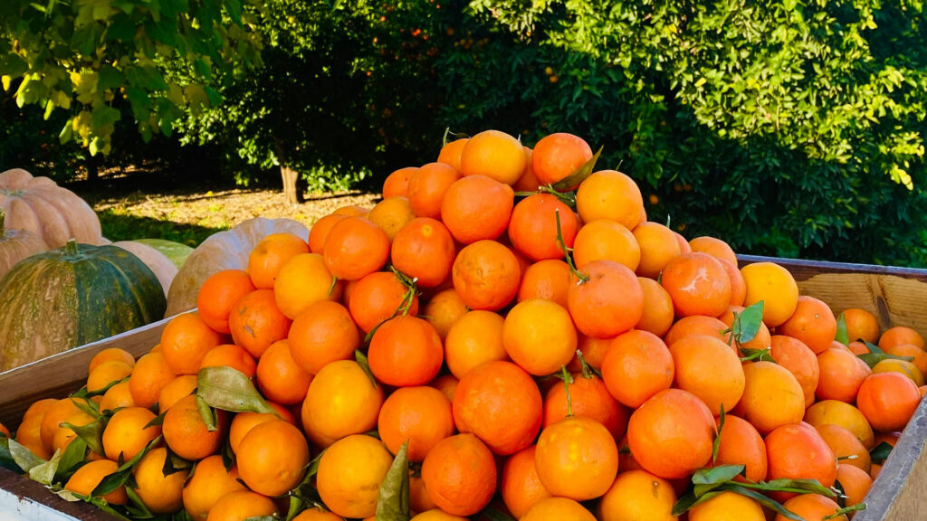 Pakistani Oranges Perfect for Juice, Snacks, and Retail Distribution orange pakistan banner