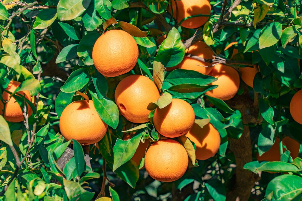 Pakistan Citrus Oranges for International Distribution pexels emilio sanchez hernandez 285921208 30359428