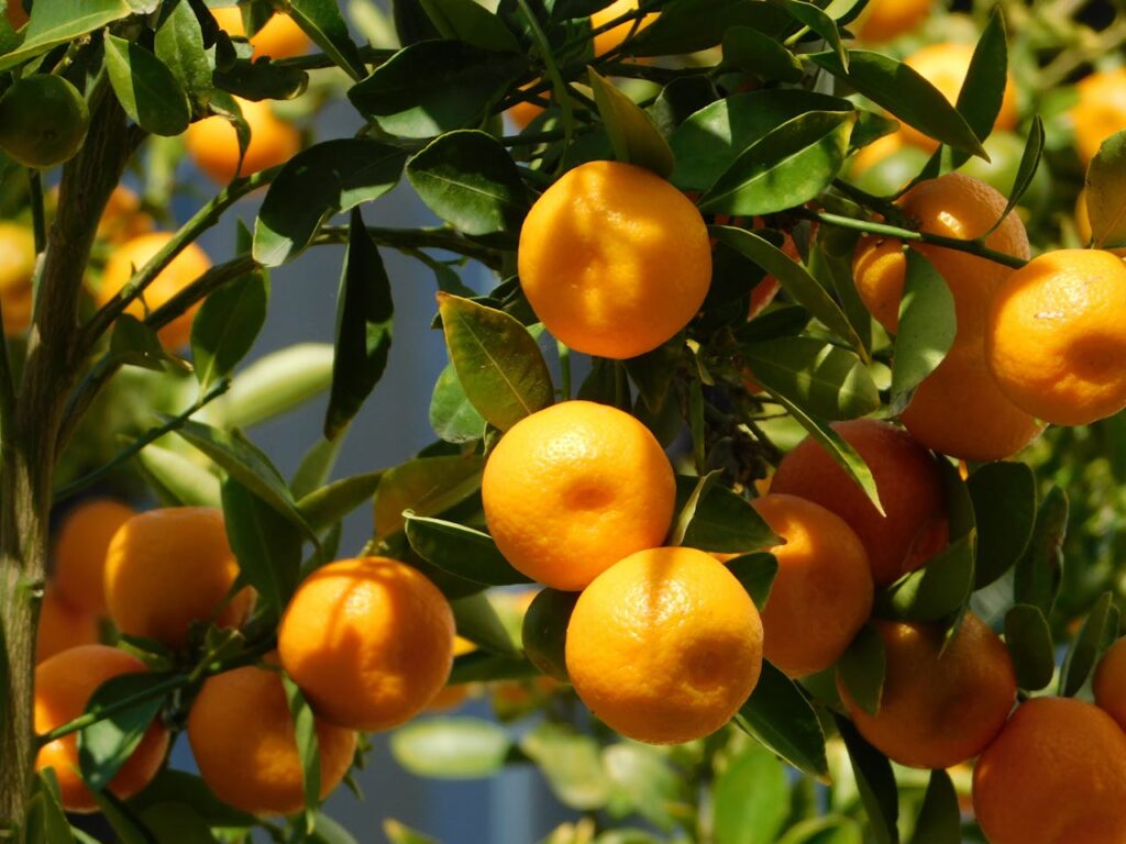 Why Supermarkets and Retailers Trust Pakistani Oranges for Quality and Freshness pexels livadask 28758681