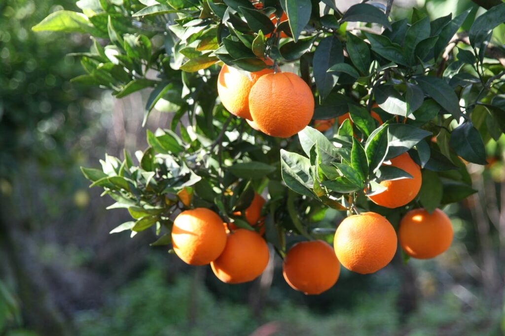 Pakistan Citrus Oranges for International Distribution pexels manolo garcia garcia 144475621 10438040