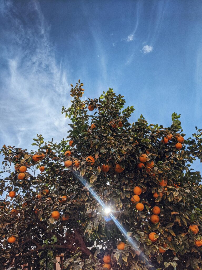 How to Store Pakistani Oranges for Longer Shelf Life and Freshness Low angle view of a lush orange tree with sunbeam under a clear blue sky.
