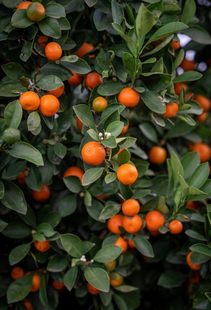 From Farm to Table – Ensuring Freshness in Pakistani Orange Supply Chains pexels solyartphotos 15480349